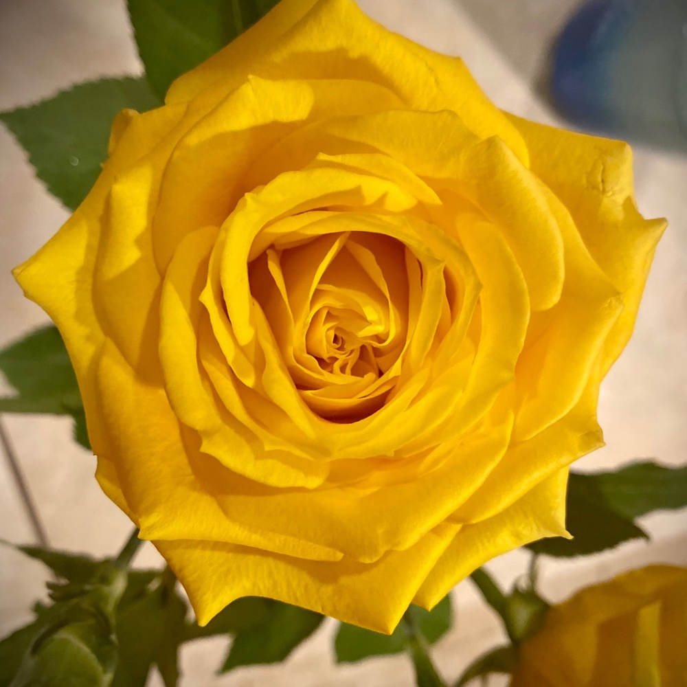 Meet your Posher, Spanky